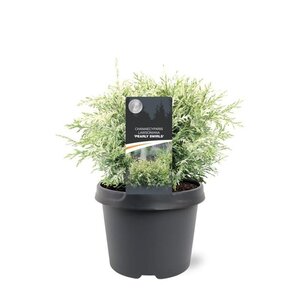 Chamaecyparis l. 'Pearly Swirls' 25-30 cm cont. 3,0L