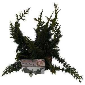Chamaecyparis p. 'Teddy Bear' 25-30 cm cont. 2,0L