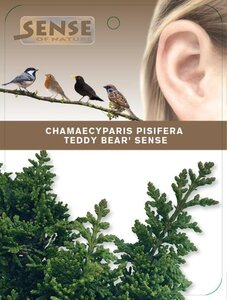 Chamaecyparis p. 'Teddy Bear' 25-30 cm cont. 2,0L - afbeelding 2