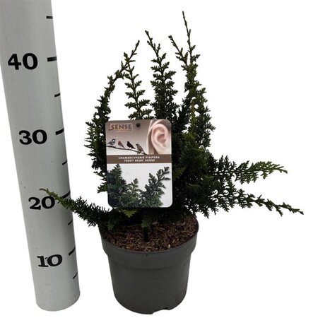Chamaecyparis p. 'Teddy Bear' 25-30 cm cont. 2,0L - afbeelding 3