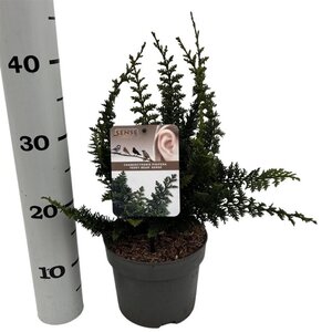 Chamaecyparis p. 'Teddy Bear' 25-30 cm cont. 2,0L - afbeelding 3