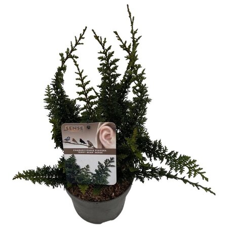 Chamaecyparis p. 'Teddy Bear' 25-30 cm cont. 2,0L - afbeelding 4