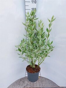 Cornus alba 'Elegantissima' 80-100 cm cont. 7,5L - afbeelding 10