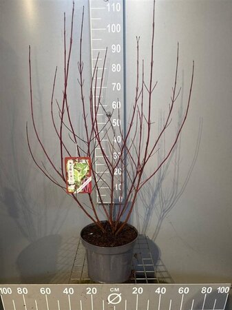 Cornus alba 'Elegantissima' 80-100 cm cont. 7,5L - afbeelding 10
