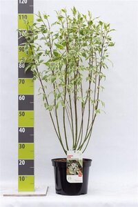 Cornus alba 'Elegantissima' 80-100 cm cont. 7,5L