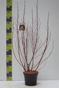 Cornus alba 'Elegantissima' 80-100 cm cont. 7,5L - afbeelding 9