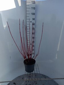 Cornus alba 'Elegantissima' 80-100 cm cont. 7,5L - afbeelding 2