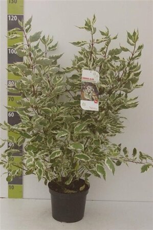 Cornus alba 'Elegantissima' 80-100 cm cont. 7,5L - afbeelding 8