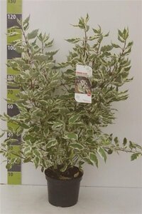 Cornus alba 'Elegantissima' 80-100 cm cont. 7,5L - afbeelding 8