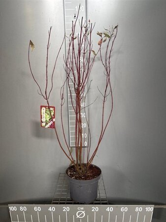 Cornus alba 'Elegantissima' 80-100 cm cont. 7,5L - afbeelding 2