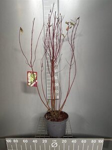 Cornus alba 'Elegantissima' 80-100 cm cont. 7,5L - afbeelding 2