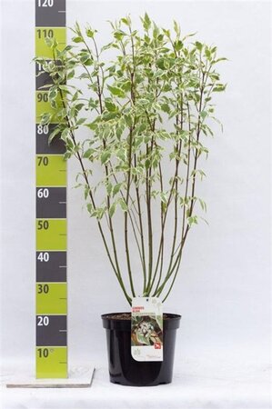 Cornus alba 'Elegantissima' 80-100 cm cont. 7,5L - afbeelding 7