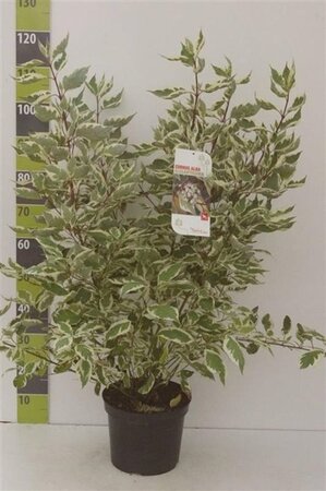 Cornus alba 'Elegantissima' 80-100 cm cont. 7,5L - afbeelding 6
