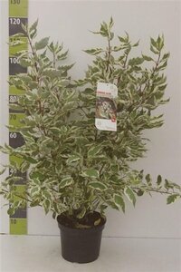 Cornus alba 'Elegantissima' 80-100 cm cont. 7,5L - afbeelding 6