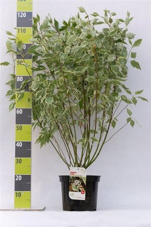 Cornus alba 'Elegantissima' 80-100 cm cont. 7,5L - afbeelding 4