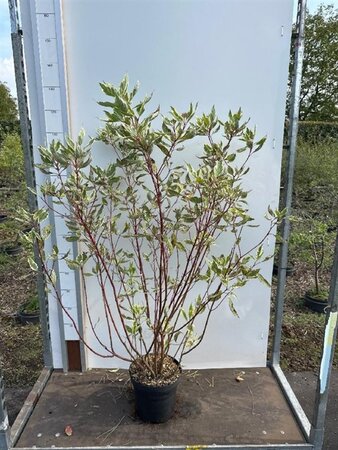 Cornus alba 'Elegantissima' 80-100 cm cont. 7,5L - afbeelding 3