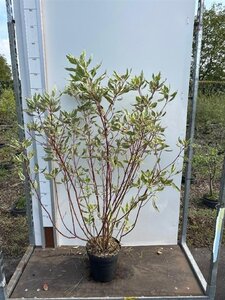 Cornus alba 'Elegantissima' 80-100 cm cont. 7,5L - afbeelding 3