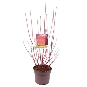Cornus alba 'Sibirica' 80-100 cm cont. 7,5L - afbeelding 2