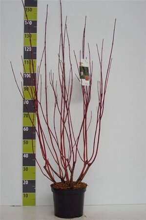 Cornus alba 'Sibirica' 80-100 cm cont. 7,5L - afbeelding 12