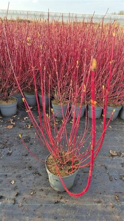 Cornus alba 'Sibirica' 80-100 cm cont. 7,5L - afbeelding 5