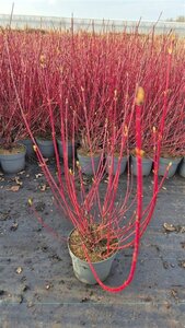 Cornus alba 'Sibirica' 80-100 cm cont. 7,5L - afbeelding 5