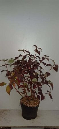 Cornus alba 'Sibirica' 80-100 cm cont. 7,5L - afbeelding 2