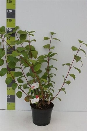 Cornus alba 'Sibirica' 80-100 cm cont. 7,5L - afbeelding 10
