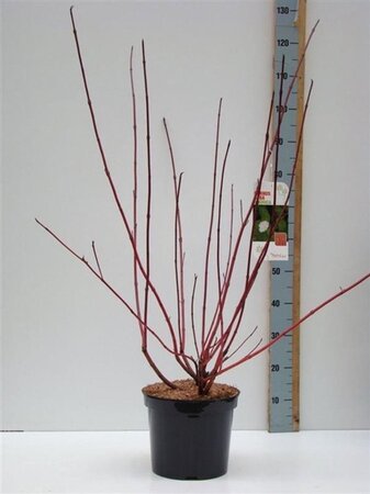 Cornus alba 'Sibirica' 80-100 cm cont. 7,5L - afbeelding 8