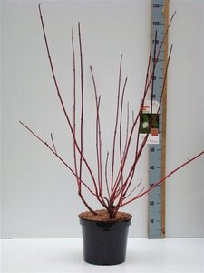 Cornus alba 'Sibirica' 80-100 cm cont. 7,5L - afbeelding 8
