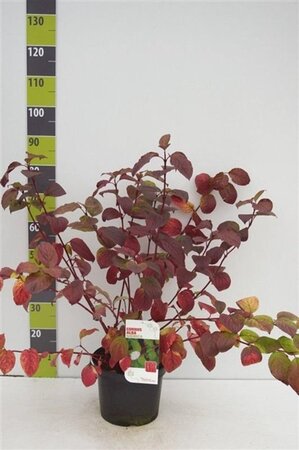 Cornus alba 'Sibirica' 80-100 cm cont. 7,5L - afbeelding 7