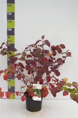 Cornus alba 'Sibirica' 80-100 cm cont. 7,5L - afbeelding 6