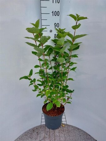 Cornus alba 'Sibirica' 80-100 cm cont. 7,5L - afbeelding 13