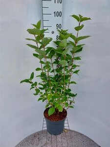 Cornus alba 'Sibirica' 80-100 cm cont. 7,5L - afbeelding 13