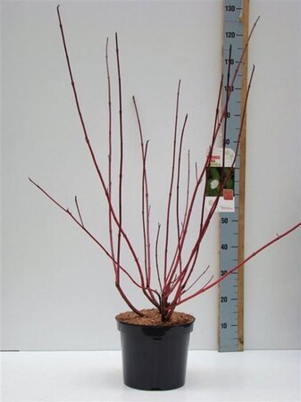Cornus alba 'Sibirica' 80-100 cm cont. 7,5L - afbeelding 5