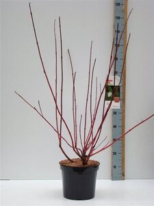 Cornus alba 'Sibirica' 80-100 cm cont. 7,5L - afbeelding 5