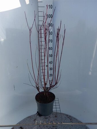 Cornus alba 'Sibirica' 80-100 cm cont. 7,5L - afbeelding 3