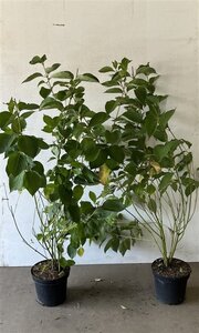 Cornus alba 'Sibirica' 80-100 cm cont. 7,5L