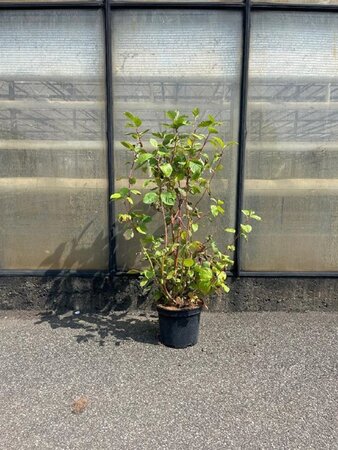 Cornus alba 'Sibirica' 80-100 cm cont. 7,5L - afbeelding 1