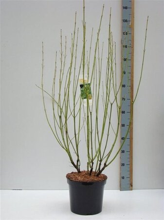 Cornus sericea 'Flaviramea' 80-100 cm cont. 7,5L - afbeelding 2