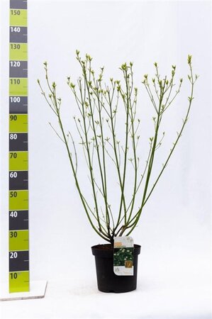 Cornus sericea 'Flaviramea' 80-100 cm cont. 7,5L - afbeelding 4