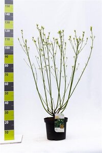 Cornus sericea 'Flaviramea' 80-100 cm cont. 7,5L - afbeelding 4