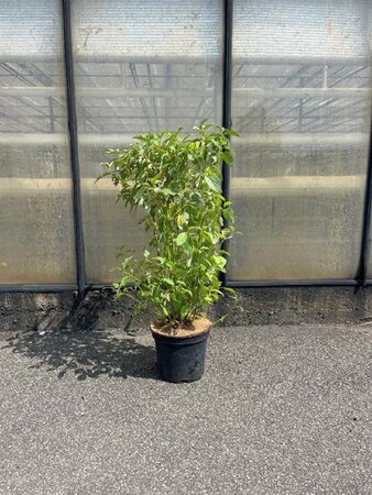 Cornus sericea 'Flaviramea' 80-100 cm cont. 7,5L - afbeelding 1