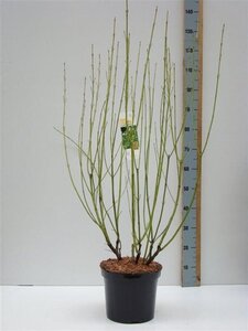 Cornus sericea 'Flaviramea' 80-100 cm cont. 7,5L - afbeelding 5