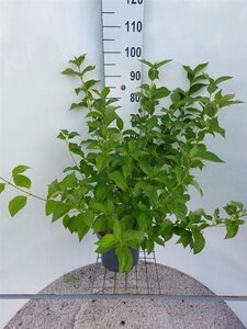 Cornus sericea 'Flaviramea' 80-100 cm cont. 7,5L - afbeelding 9