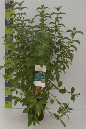 Cornus sericea 'Flaviramea' 80-100 cm cont. 7,5L - afbeelding 6