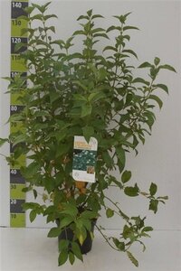 Cornus sericea 'Flaviramea' 80-100 cm cont. 7,5L - afbeelding 7