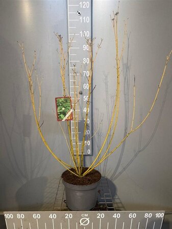 Cornus sericea 'Flaviramea' 80-100 cm cont. 7,5L - afbeelding 10