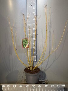 Cornus sericea 'Flaviramea' 80-100 cm cont. 7,5L - afbeelding 10