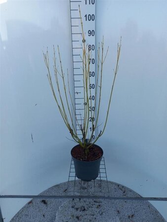 Cornus sericea 'Flaviramea' 80-100 cm cont. 7,5L - afbeelding 2
