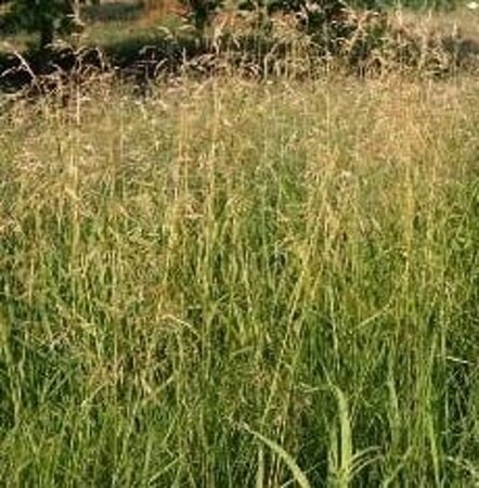 Deschampsia cesp. 'Goldschleier' geen maat specificatie 0,55L/P9cm - afbeelding 3